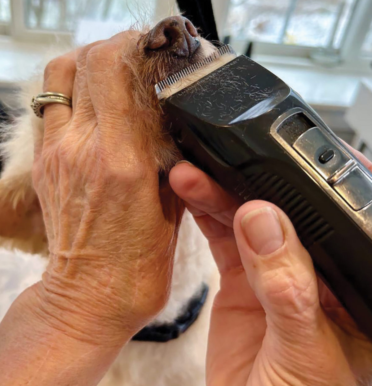 A person using electric clippers to shave the long hair on the bridge of a dog's nose while holding its head steady.