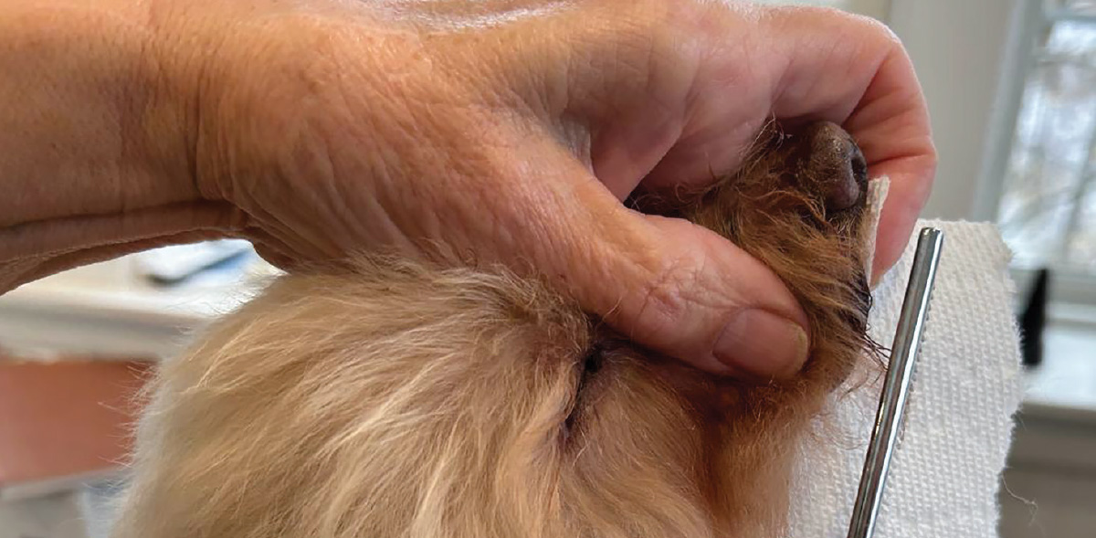 A person's hand holding a dog's muzzle steady while using a paper towel to wipe the area around its mouth.