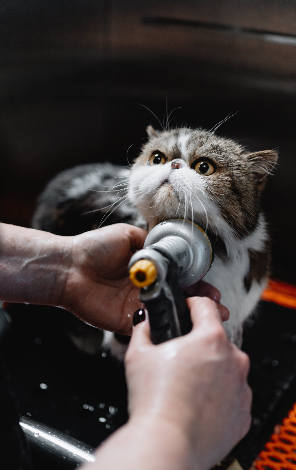A cat with wet fur being bathed with a showerhead sprayer.