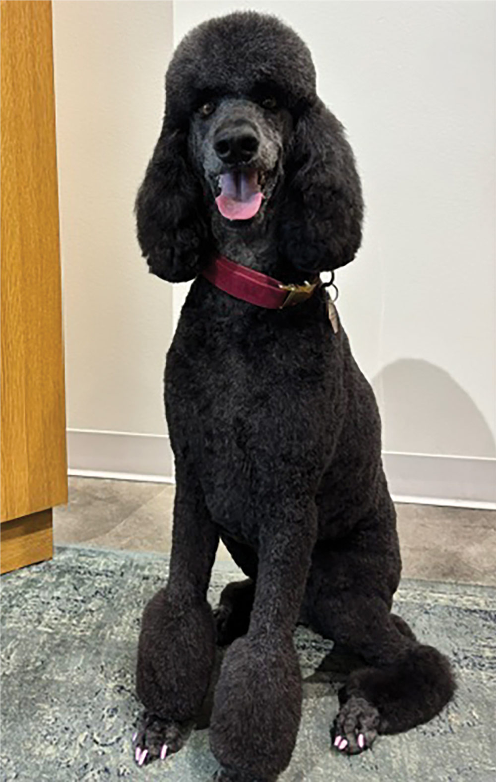 A large black Poodle with a professional "poodle clip" haircut and pink painted nails sits alertly on a rug, wearing a red collar against a neutral wall.