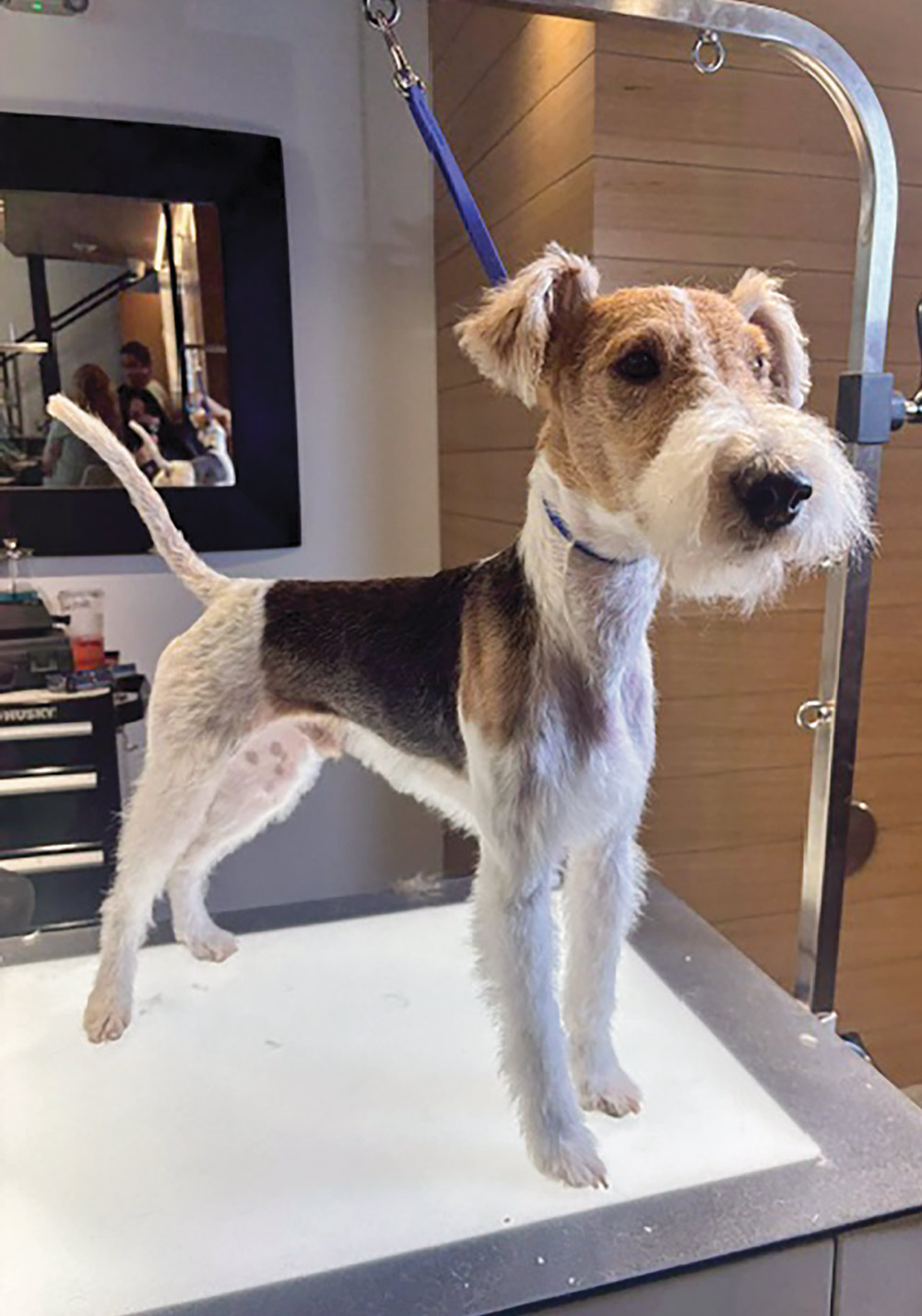 A Wire Hair Fox Terrier stands on a professional grooming table after a fresh trim. The dog has a distinctive white beard and a tan-and-black coat.