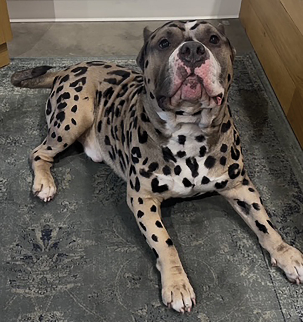 A muscular, gray-and-white bully-breed dog lies on a rug. Its fur has been creatively groomed or dyed with black leopard-style spots across its body.