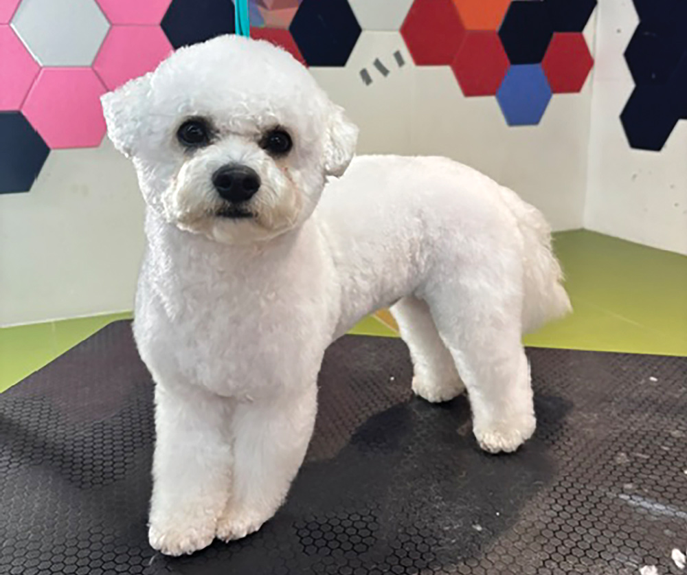 A fluffy, white Bichon Frise with a round, expertly groomed head and soft curly coat stands on a black grooming mat against a colorful hexagonal wall.