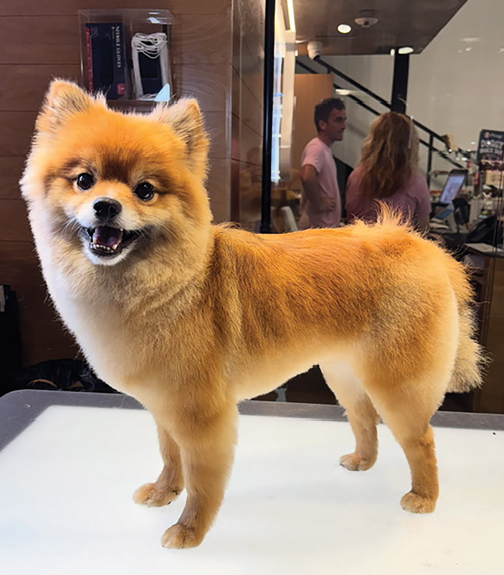 A small, fluffy orange Pomeranian with a fresh, rounded teddy bear cut stands alertly on a luminous grooming table. Blurred people and shop details are in the background.