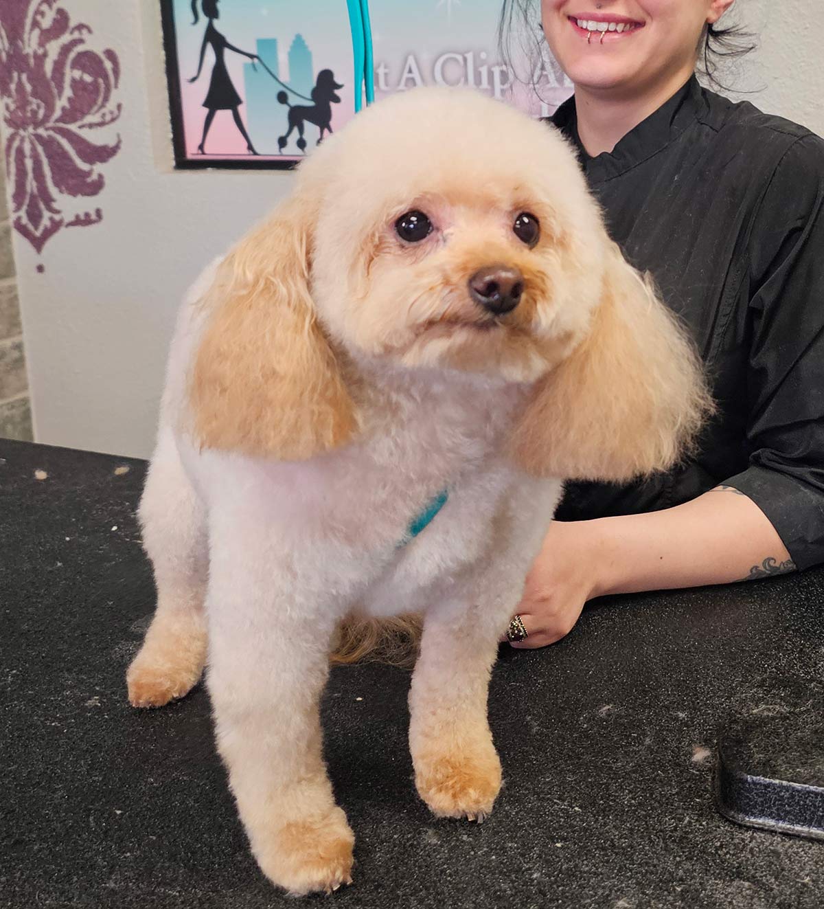 The finished groom showing the small dog with a perfectly rounded topknot and muzzle, sitting next to the smiling groomer.