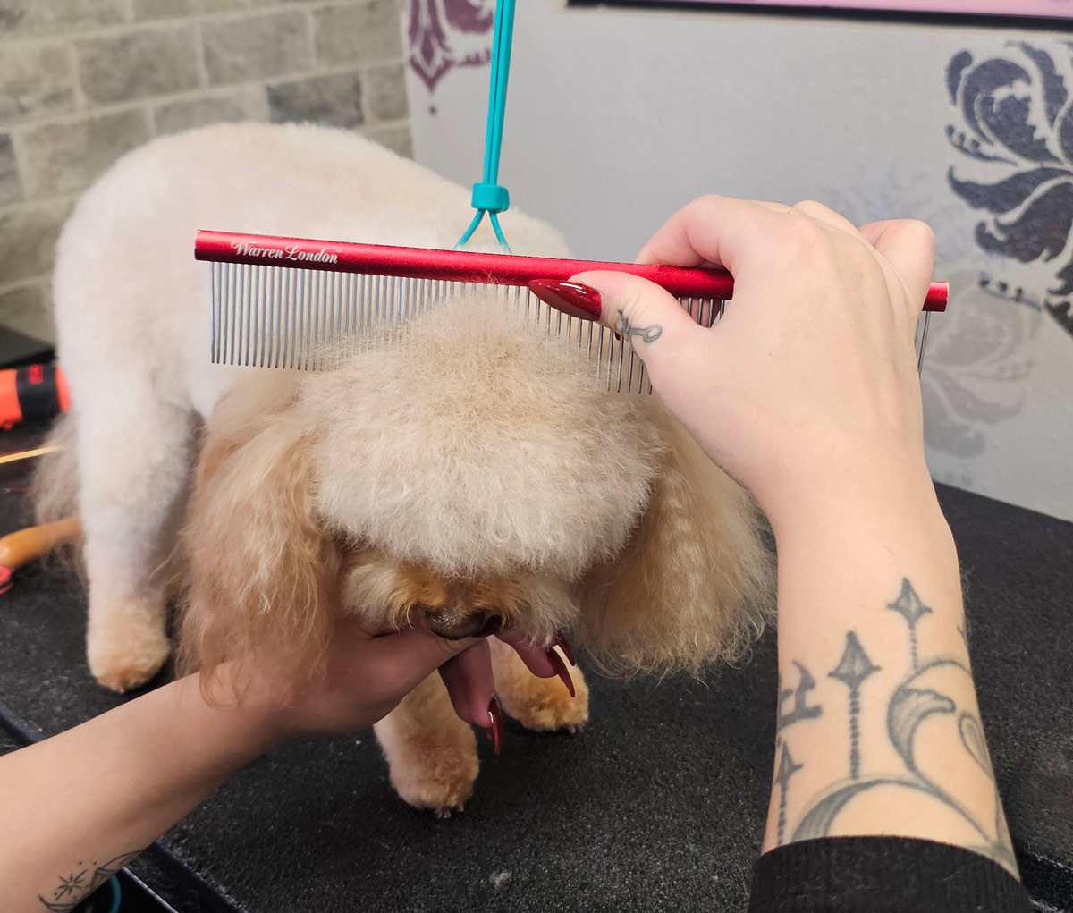 A groomer with red nails uses a red Warren London metal comb to lift and fluff the hair on top of a small dog's head.
