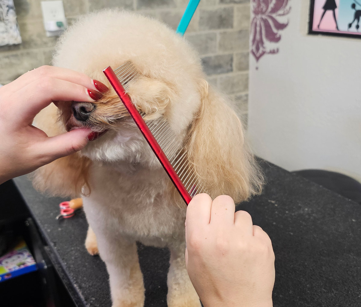 A groomer uses a red comb to pull the dog's topknot hair forward over its eyes in preparation for shaping.