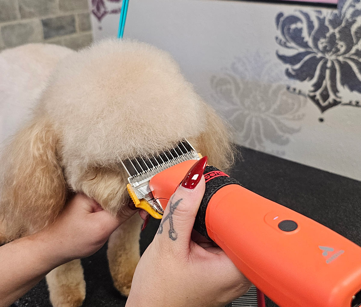 A groomer uses orange electric clippers with a metal guard to trim the front of the dog's topknot into a rounded shape.