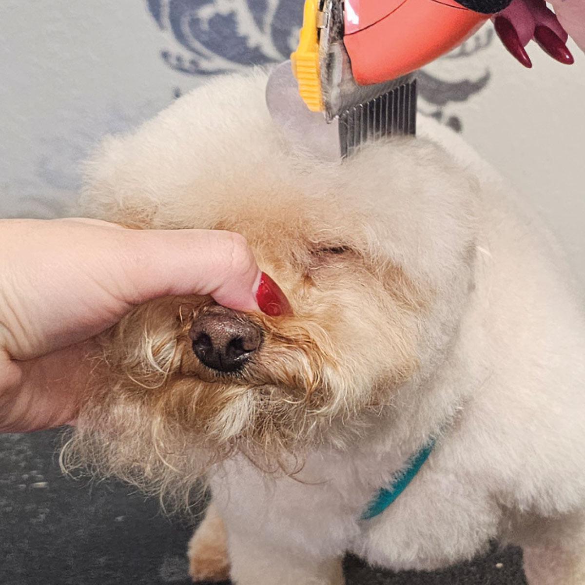 Side view of the groomer using clippers to shape the transition from the topknot to the side of the dog's head.