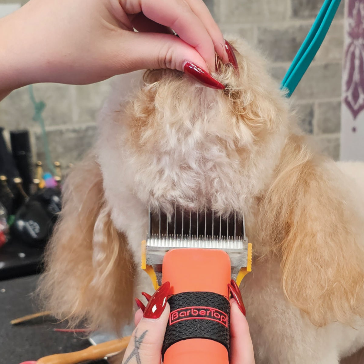 A groomer uses orange clippers to trim and smooth the hair under a small dog's chin and neck.