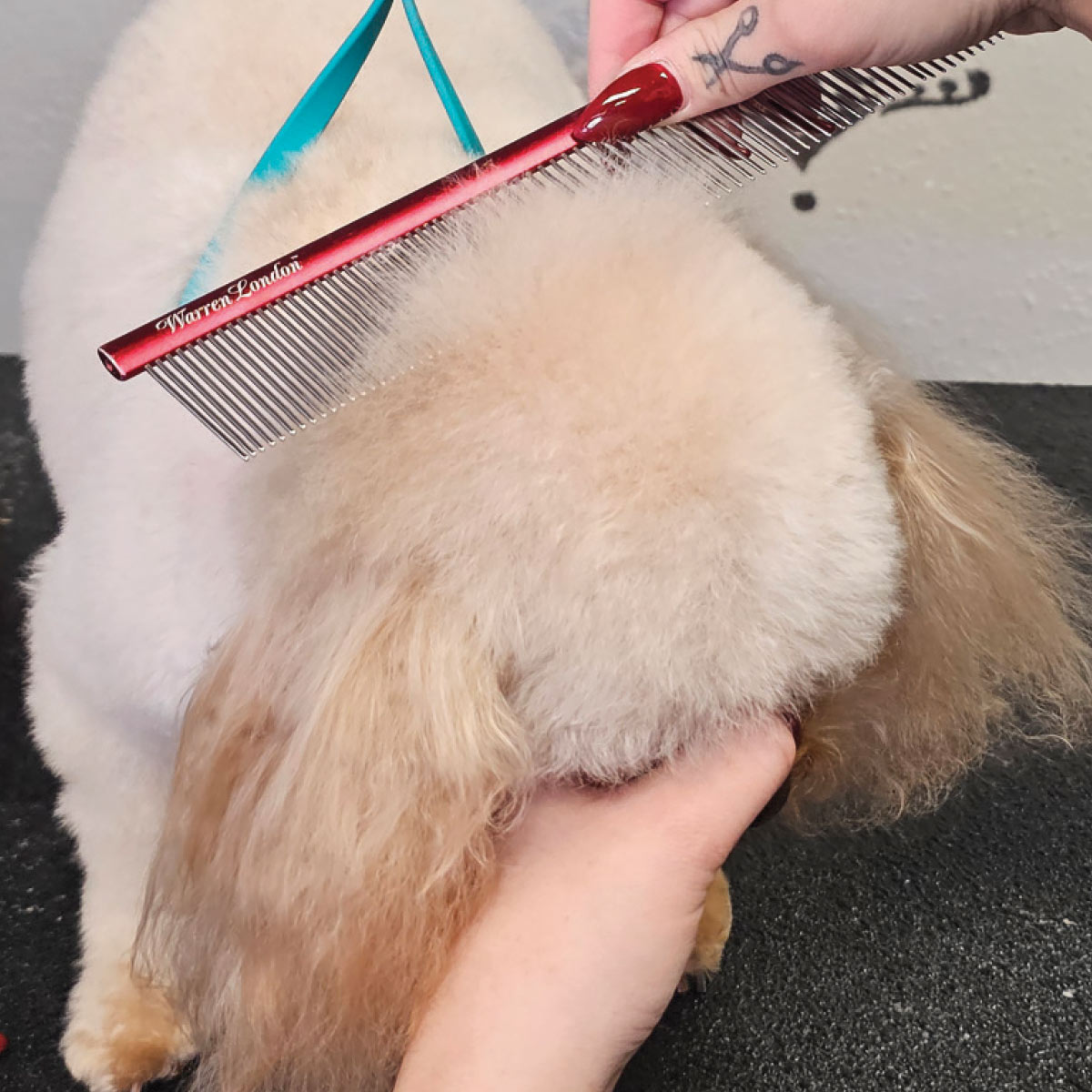 A red comb is used to lift the hair on the side of the dog's face to check the symmetry of the rounded groom.