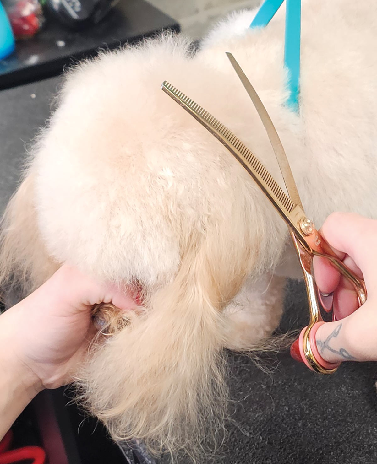 A groomer uses gold-colored thinning shears to refine and soften the rounded edges of the dog's topknot.