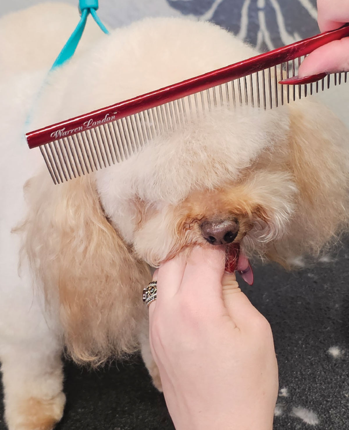 The groomer holds the dog's muzzle while using a red comb to fluff the hair straight up for final trimming.