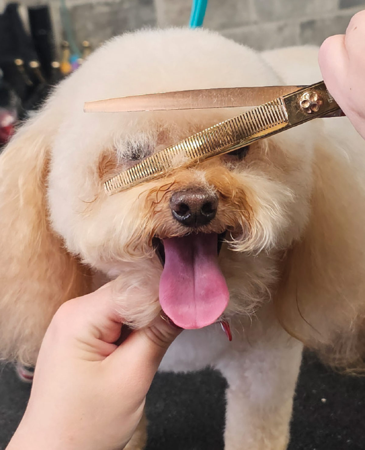 Gold thinning shears are used to carefully trim the visor area above the eyes while the dog has its tongue out.