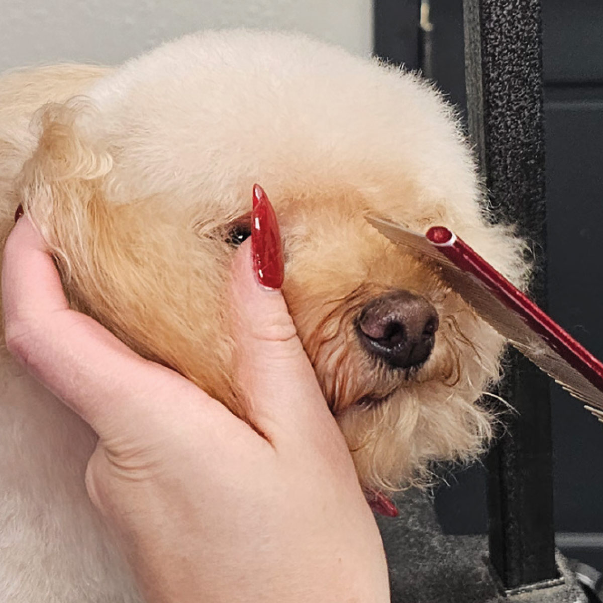 A close-up shows the groomer using shears to precisely trim stray hairs around the corner of the dog's eye.