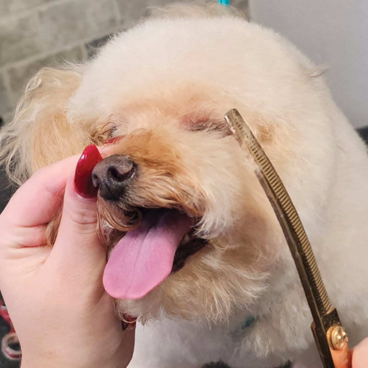 The groomer uses curved gold shears to shape the rounded hair around the dog's ear and cheek area.