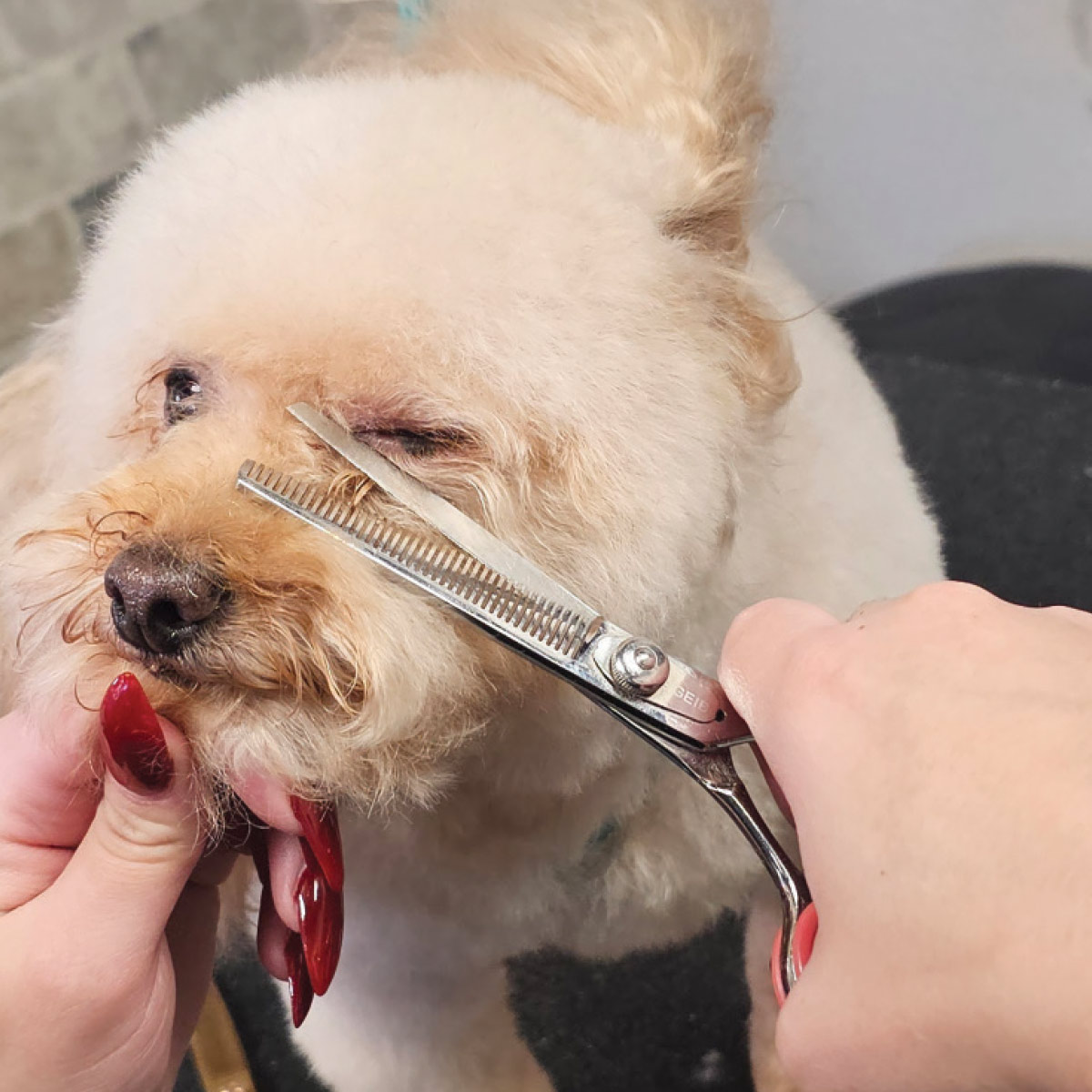 A groomer uses silver thinning shears to blend the hair near the dog's eye for a smooth, natural look.