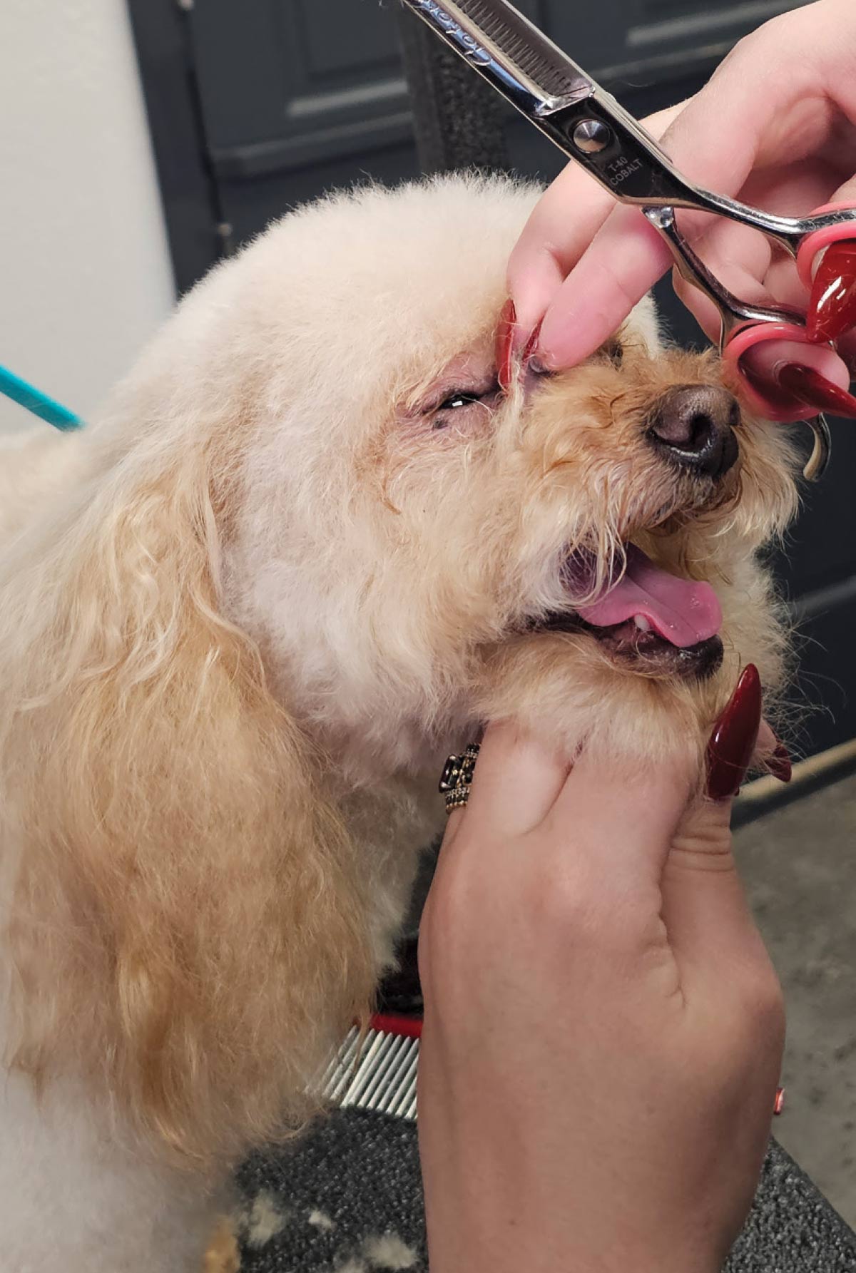 The groomer carefully trims the hair at the inner corner of the dog's eye using small silver safety shears.
