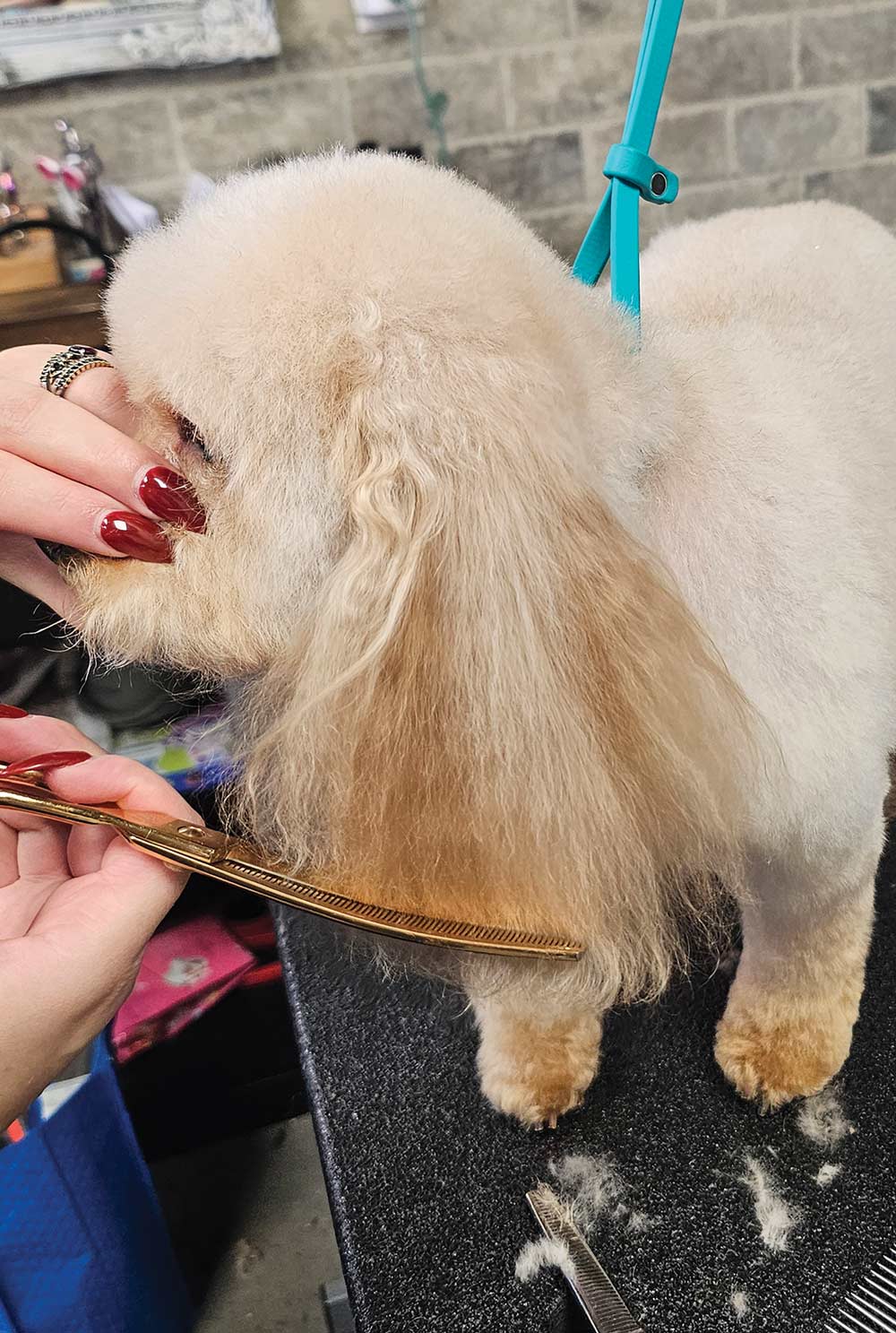 The groomer uses gold shears to trim and level the long hair on the dog's ears to match the rounded headpiece.