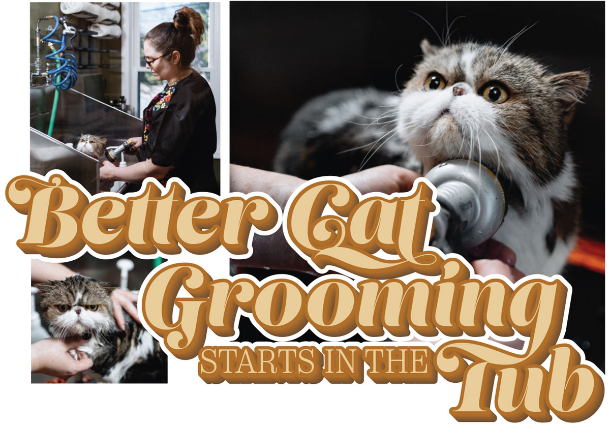 Better Cat Grooming Starts in the Tub article imagery and typography