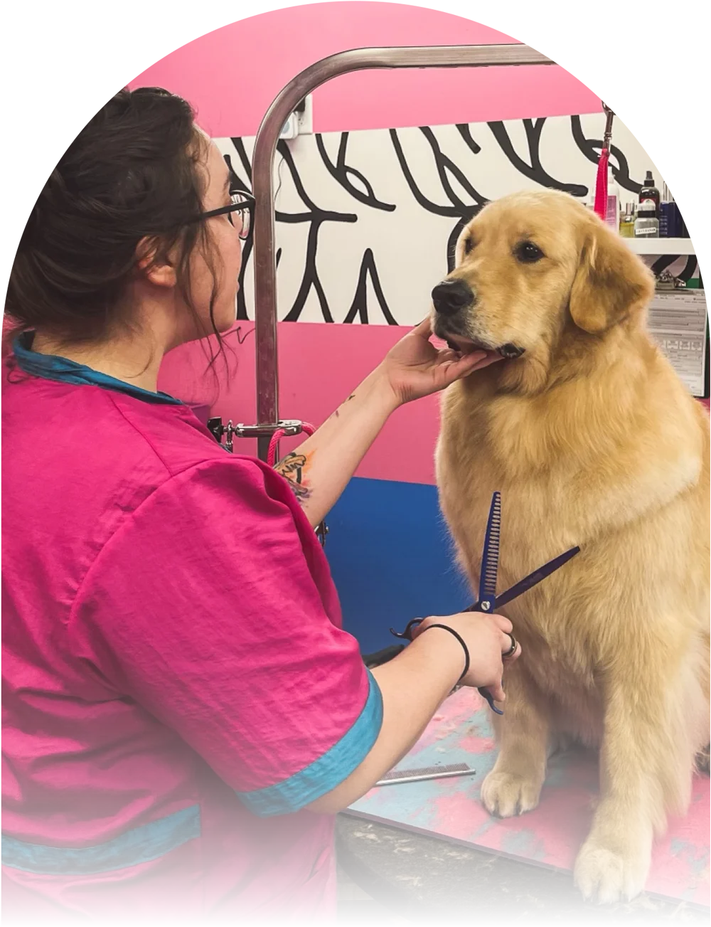 Cropped view of a the back of a female groomer holding shears as she works on a Golden Retriever seated on and fastened to a grooming table.