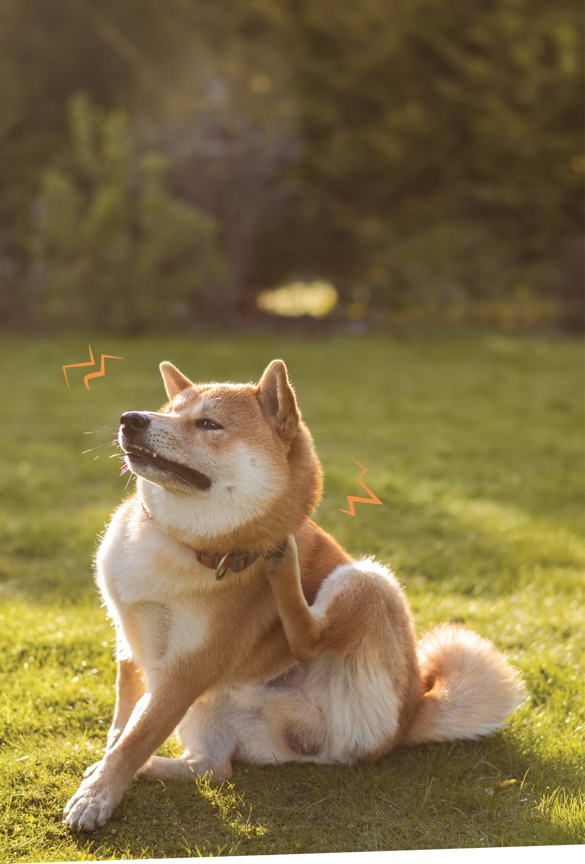 Shiba Inu on grass scratching its neck with its hind leg