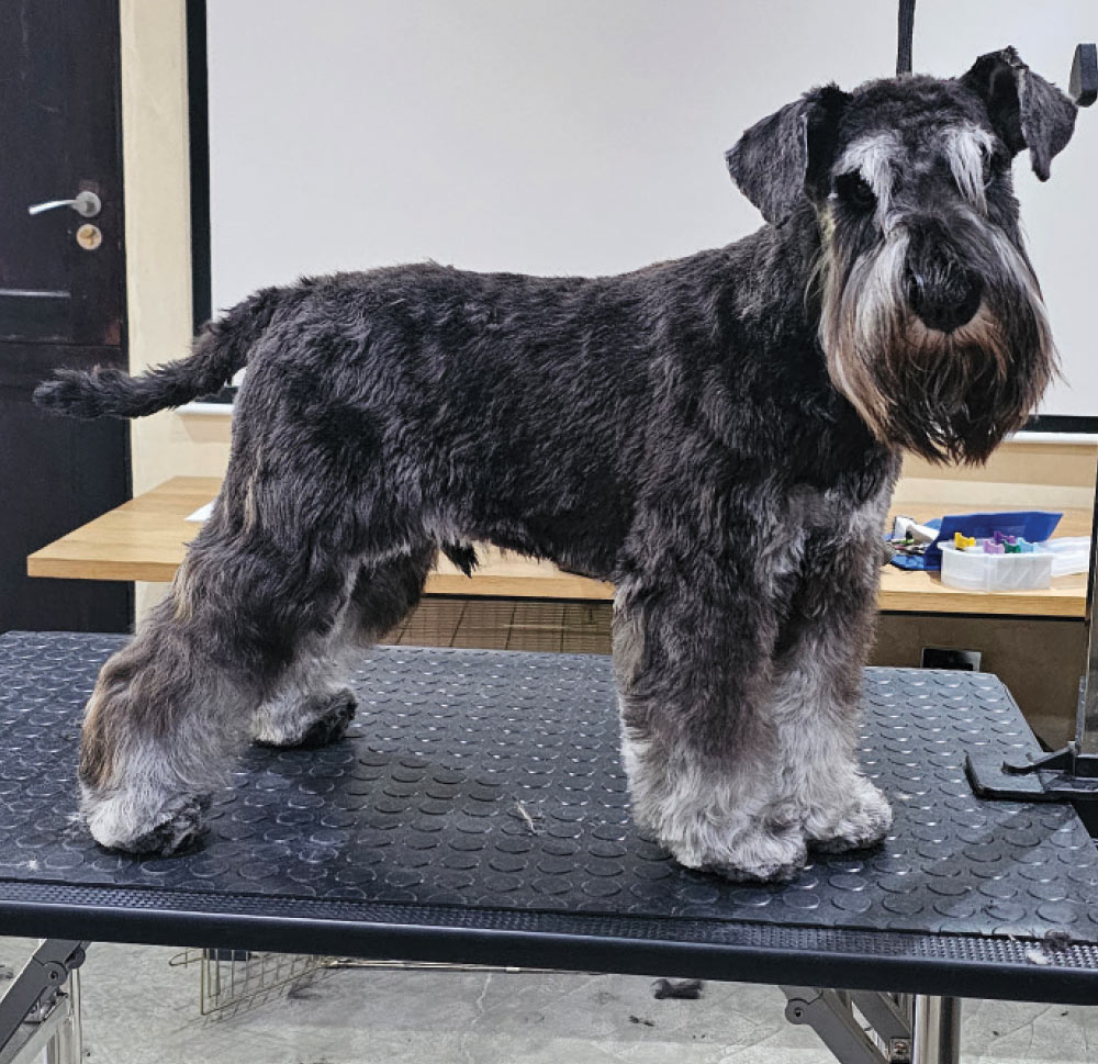Miniature Schnauzer after grooming session