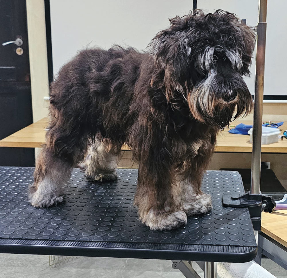Miniature Schnauzer before grooming session