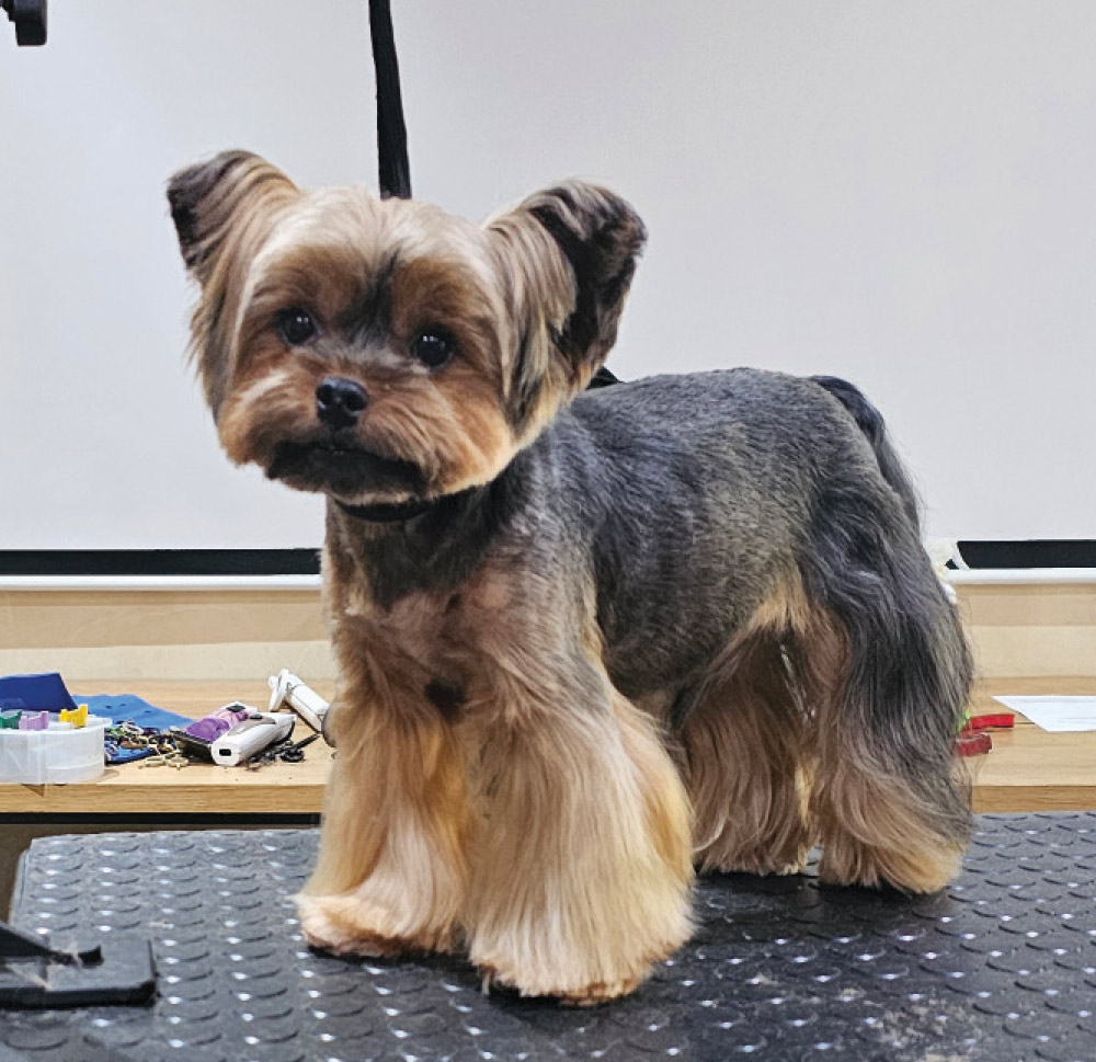 Yorkie after grooming session