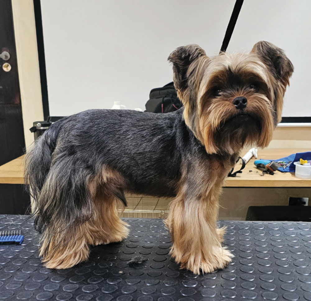 Yorkie before grooming session