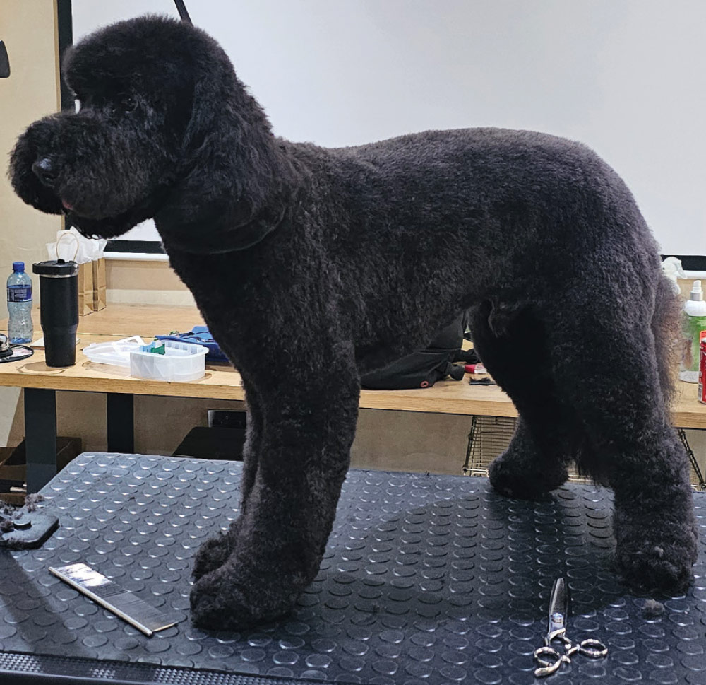 doodle after grooming session