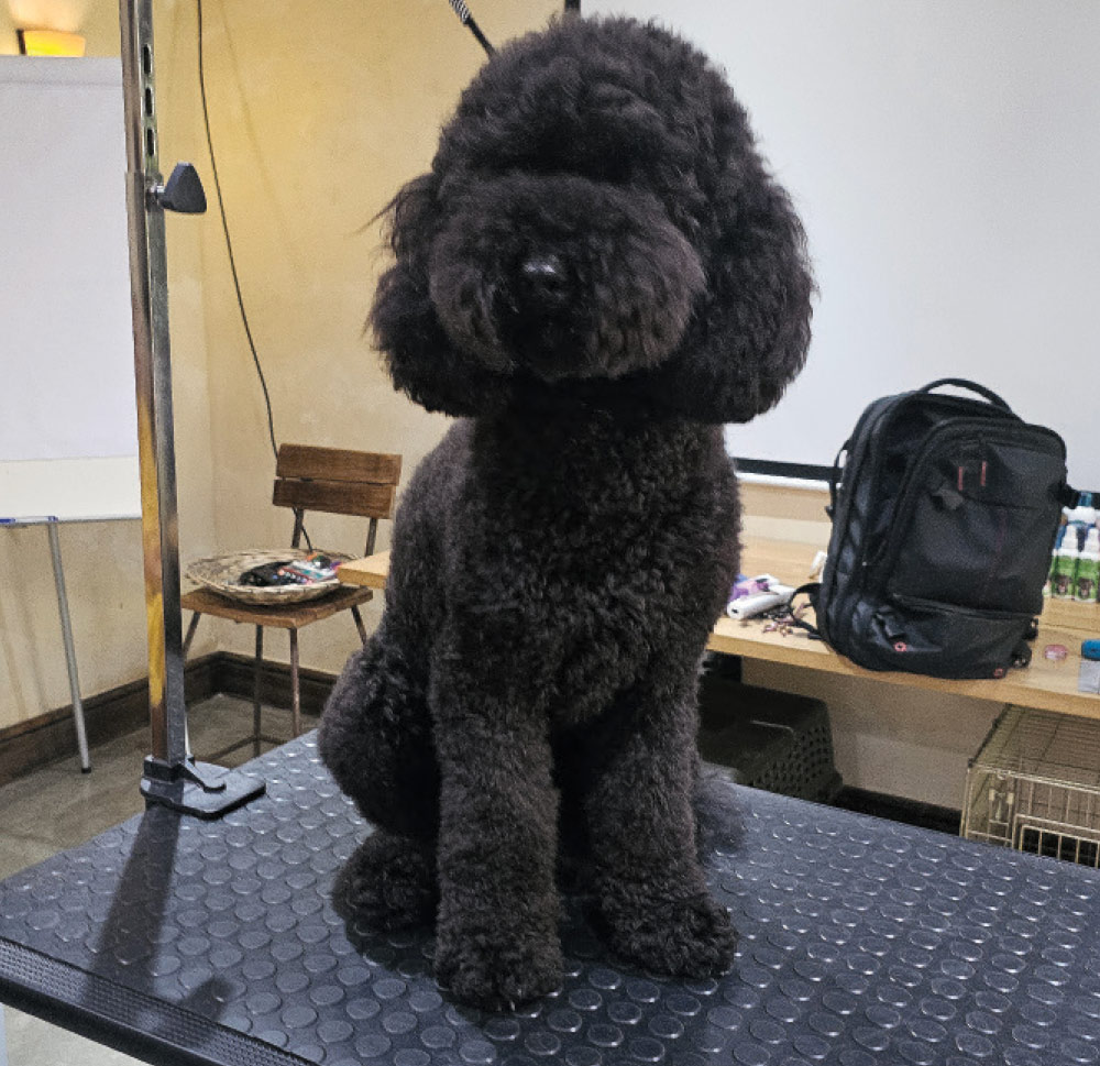 doodle before grooming session