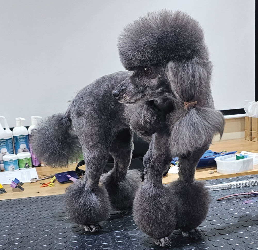 Toy Poodle after grooming session