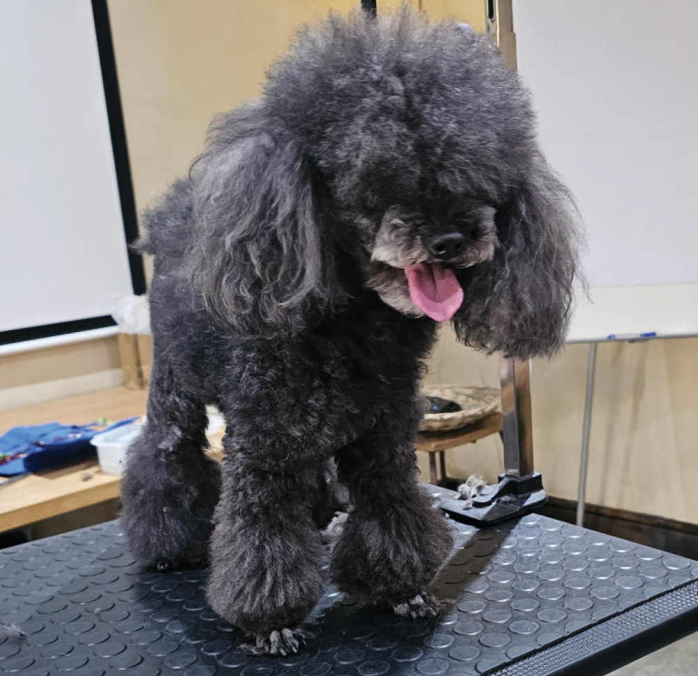 Toy Poodle before grooming session
