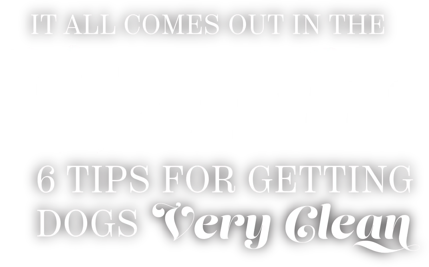 It All Comes Out in the Wash: 6 Tips for Getting Dogs Very Clean