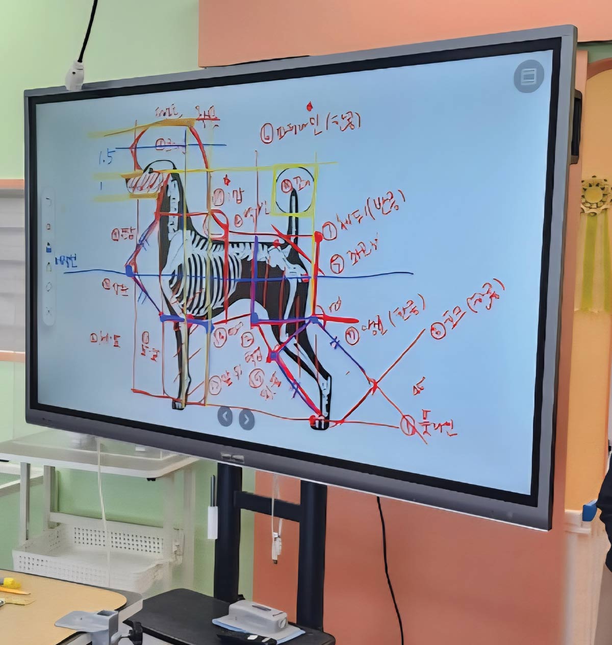 A digital touchscreen monitor displaying a technical diagram of a dog's skeletal and body structure