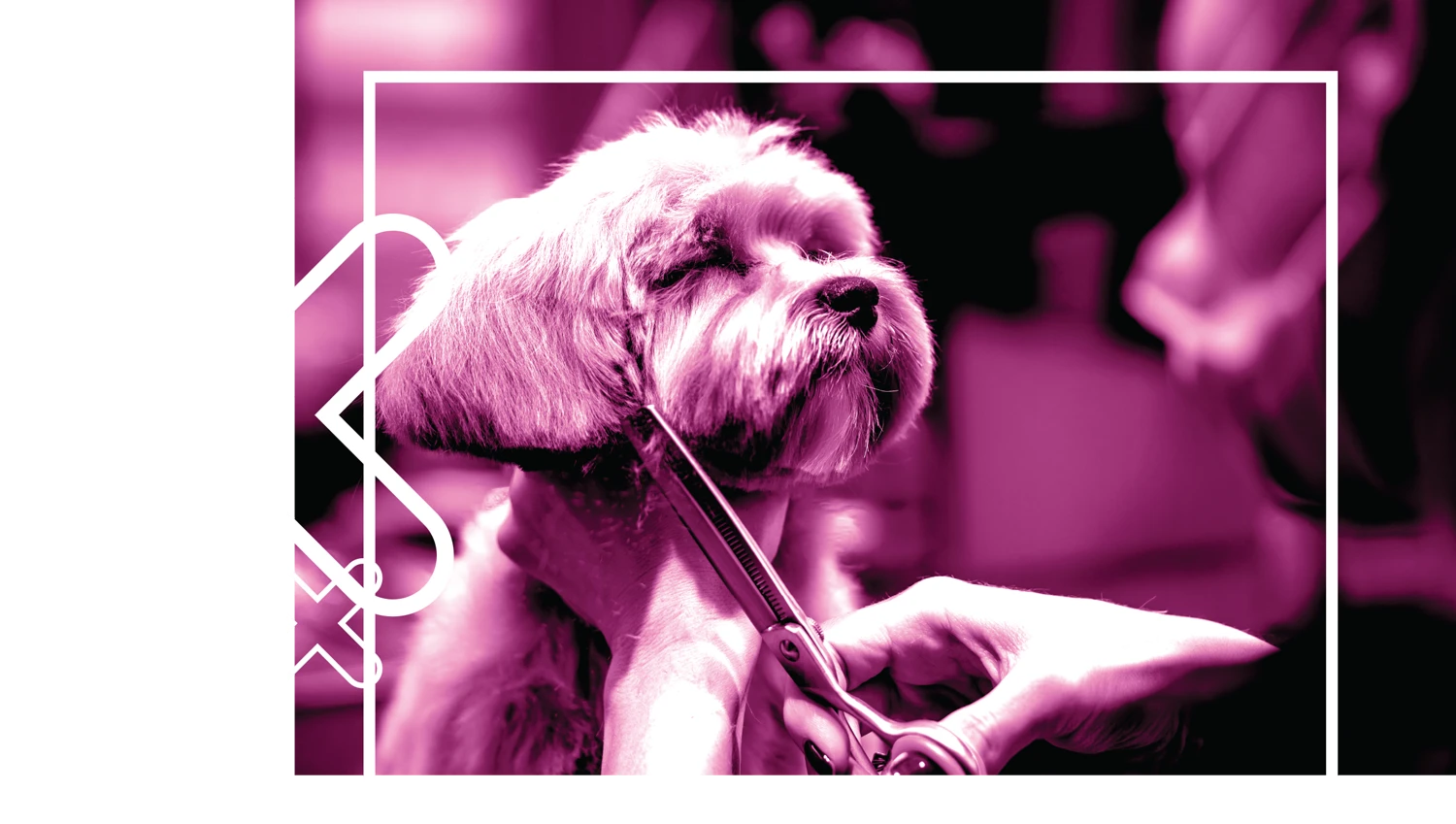 A dramatically stylized, high-contrast magenta and black photograph of a fluffy small dog being groomed with shears, set within a white rectangular frame and flanked by large and small stylized white 'X' symbols on a black background.
