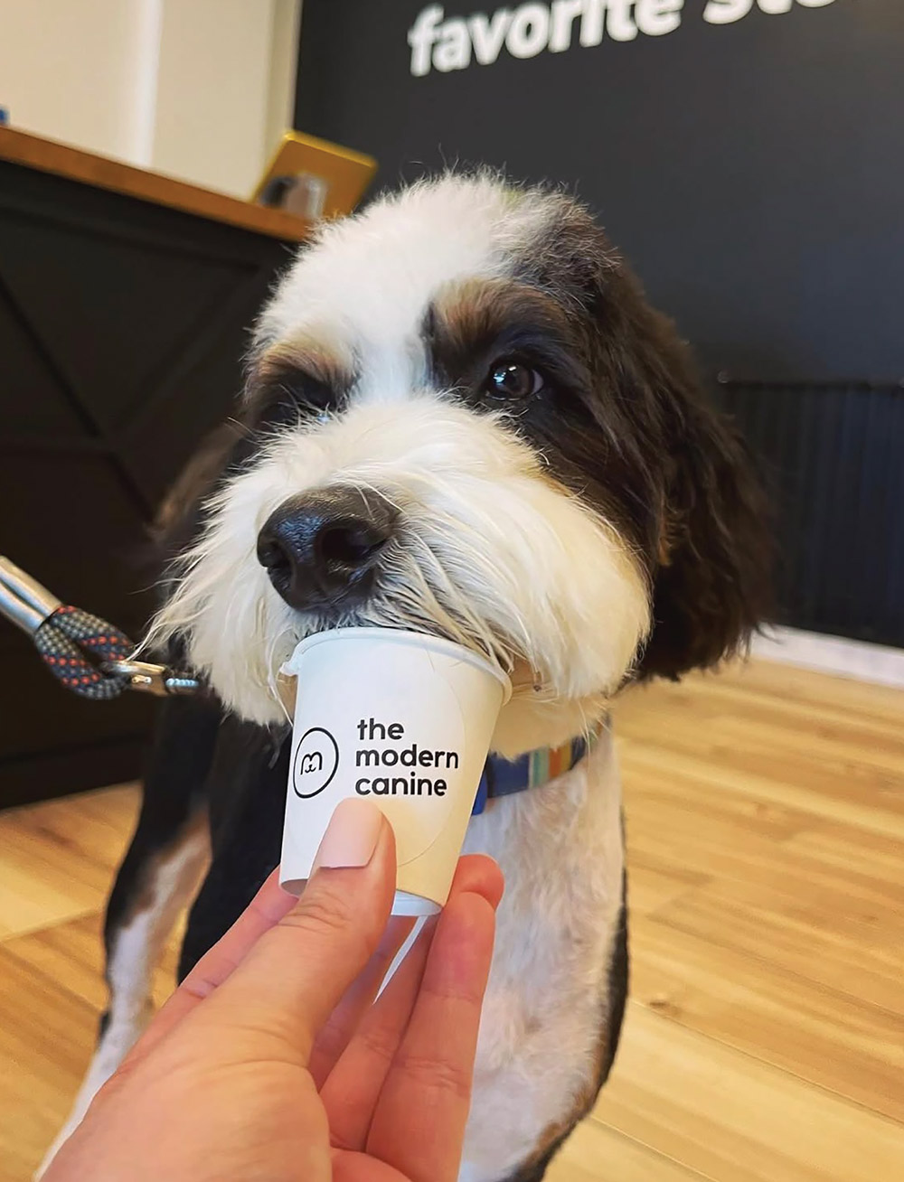 Black and white puppy sniffing a paper cup held by a hand; the cup features The Modern Canine logo.