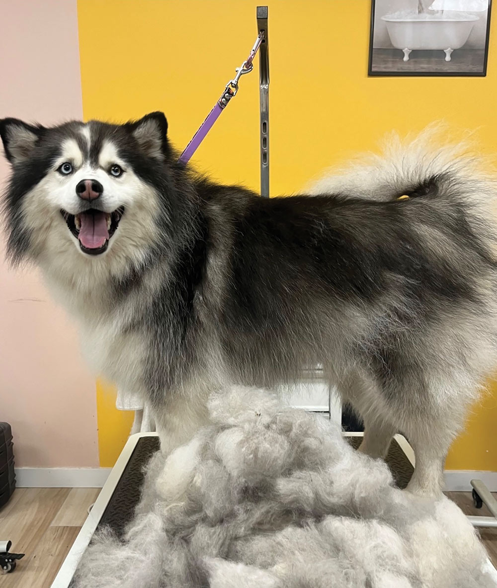 A fluffy husky-type dog standing on a grooming table next to a large pile of removed undercoat fur.
