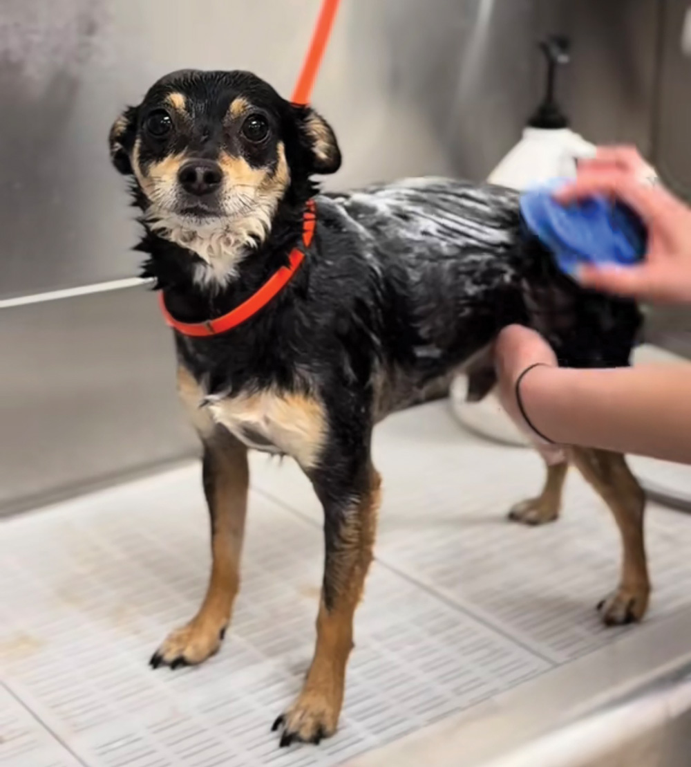 A groomer uses a blue tool to scrub a small black and tan dog while bathing it in a metal tub.