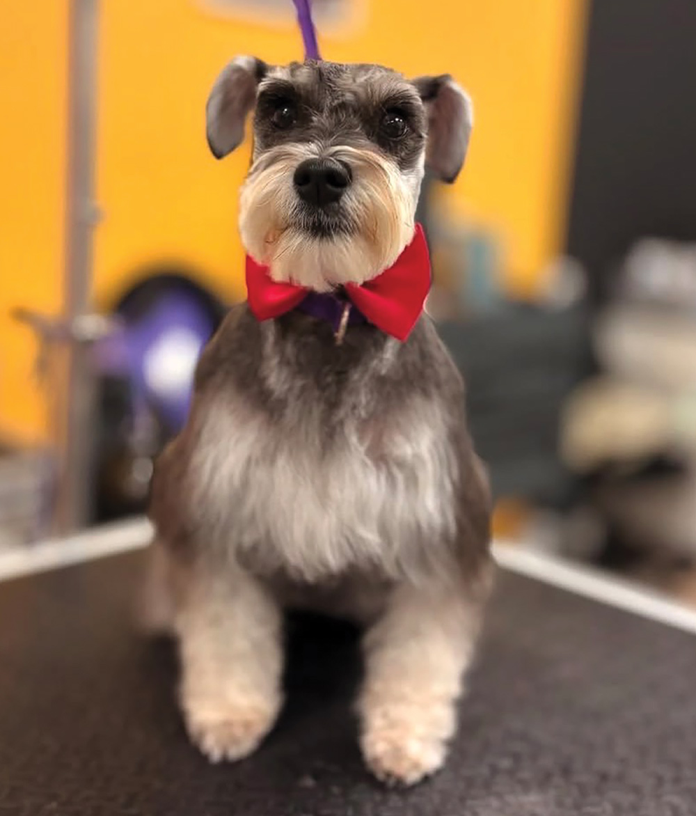 A small schnauzer-type dog sitting on a grooming table and wearing a bright red bow tie.