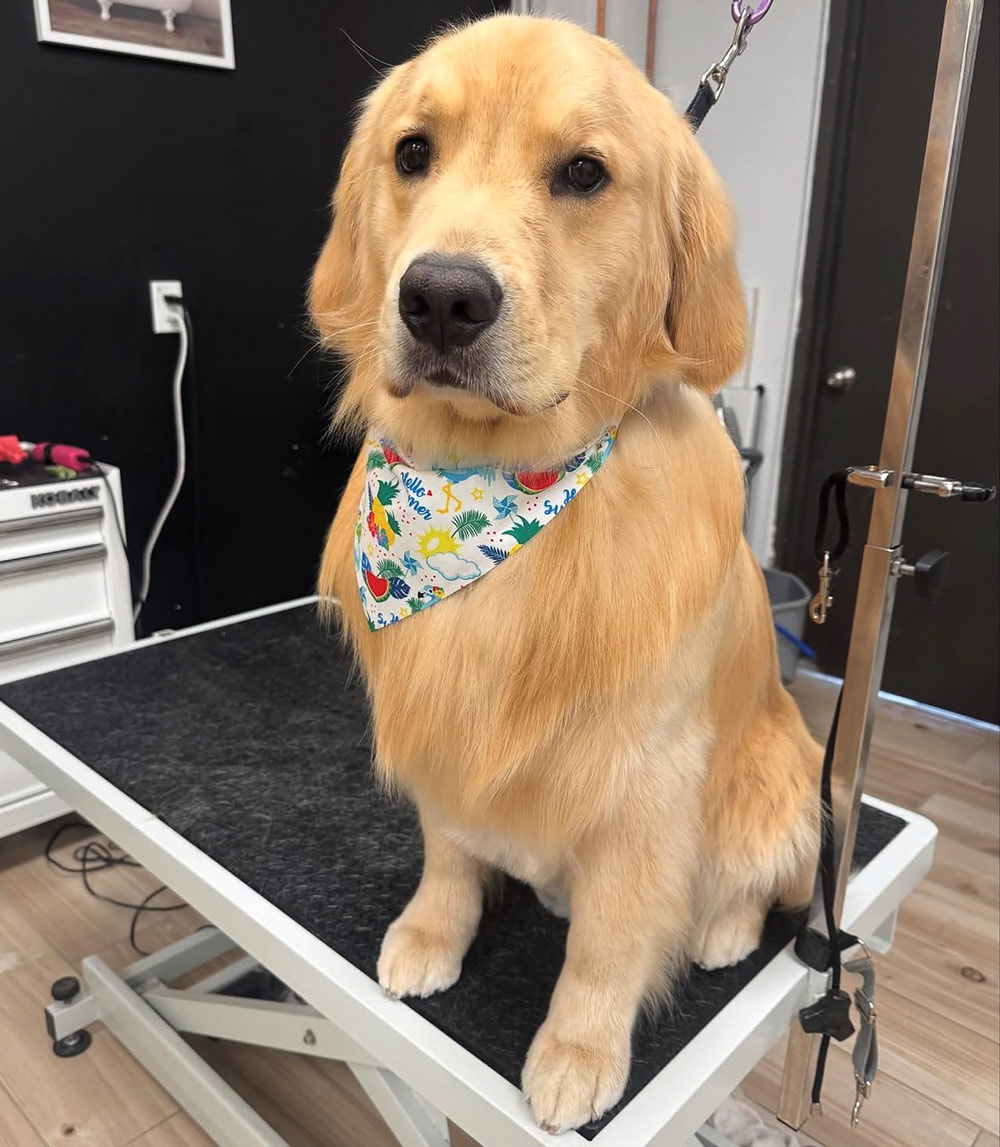 Golden retriever sitting on a grooming table, wearing a colorful bandana with pineapples and watermelons.