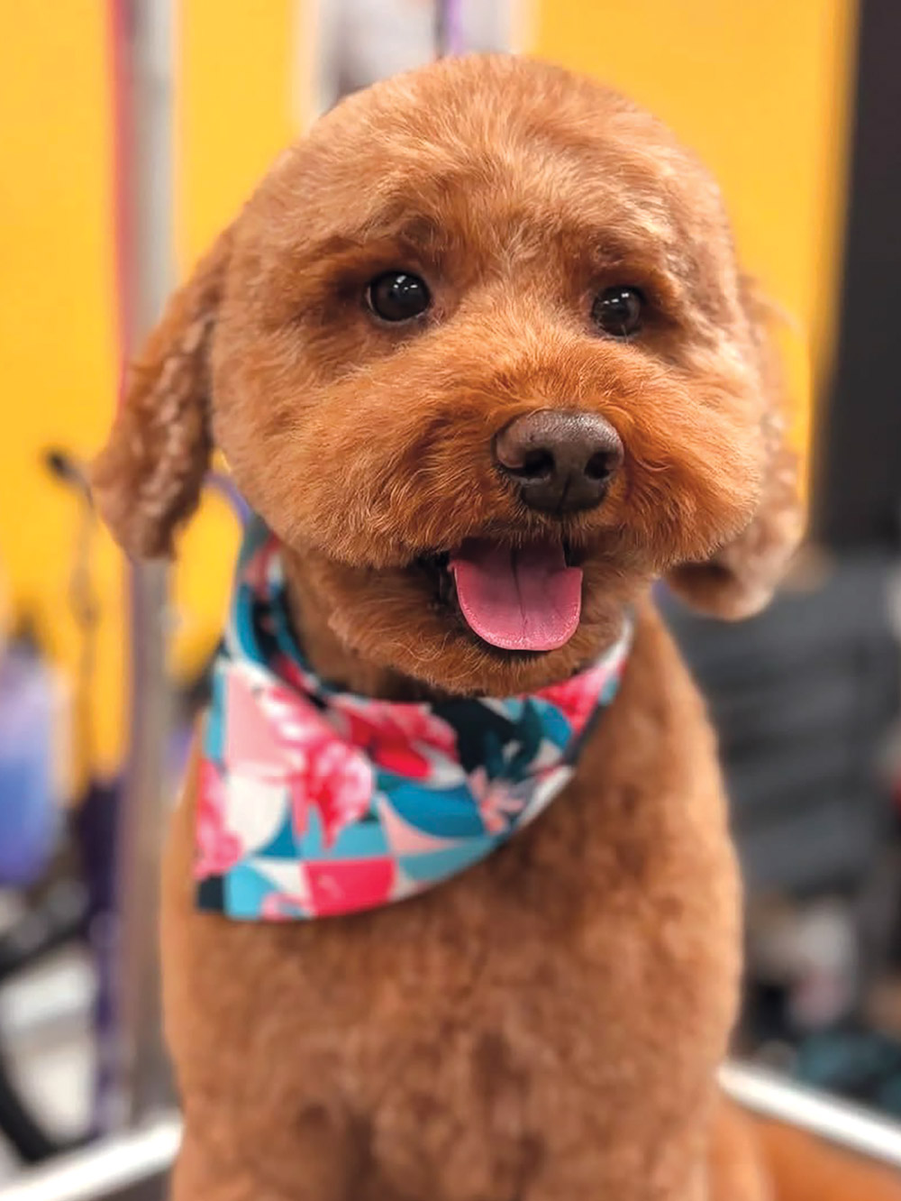 Brown curly-haired dog with a happy expression, wearing a bright, tropical-patterned bandana.
