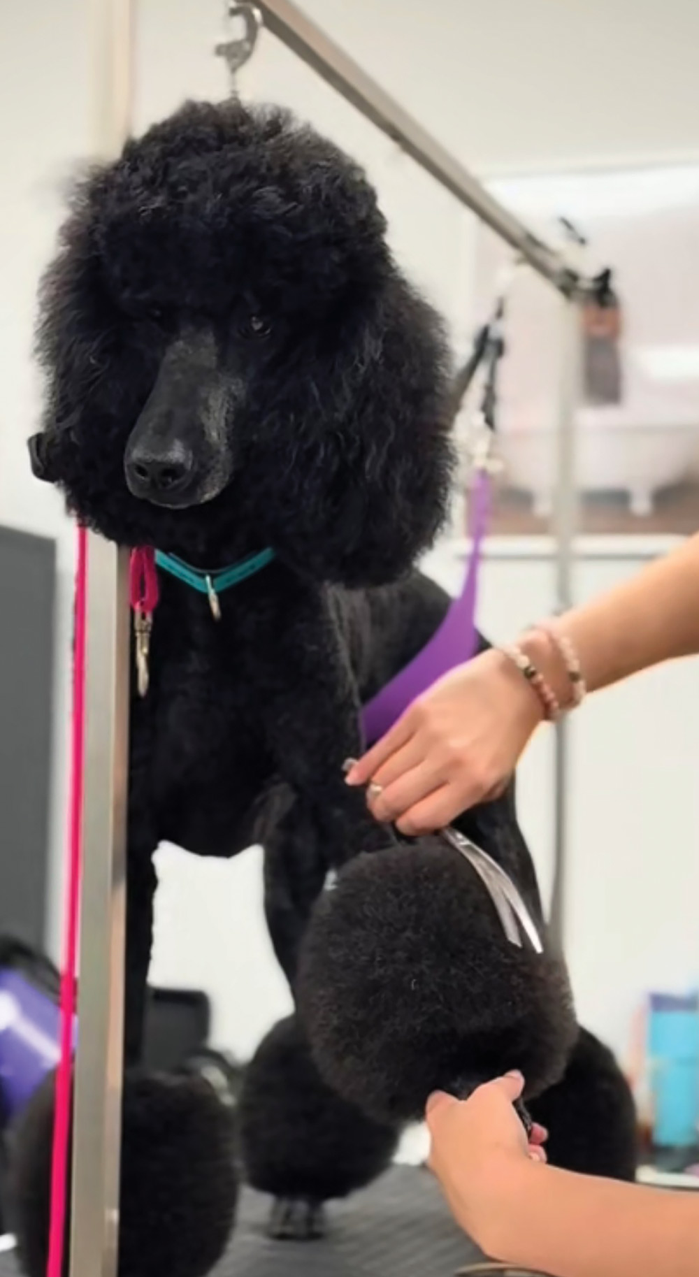 A groomer uses shears to trim the pom-pom fur on a black curly-haired dog's leg on a grooming table.