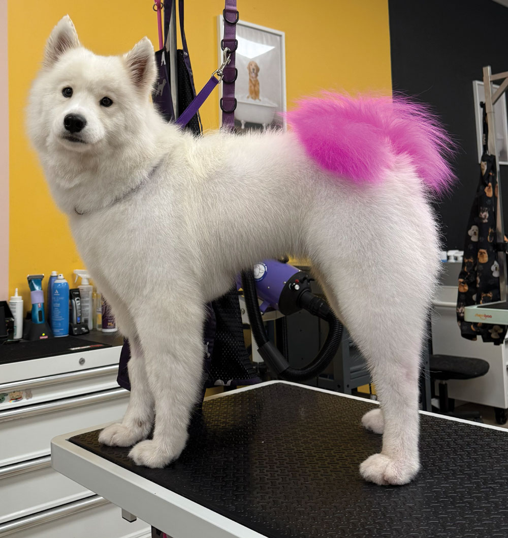 White, fluffy Samoyed-type dog standing on a grooming table with its tail dyed bright pink.