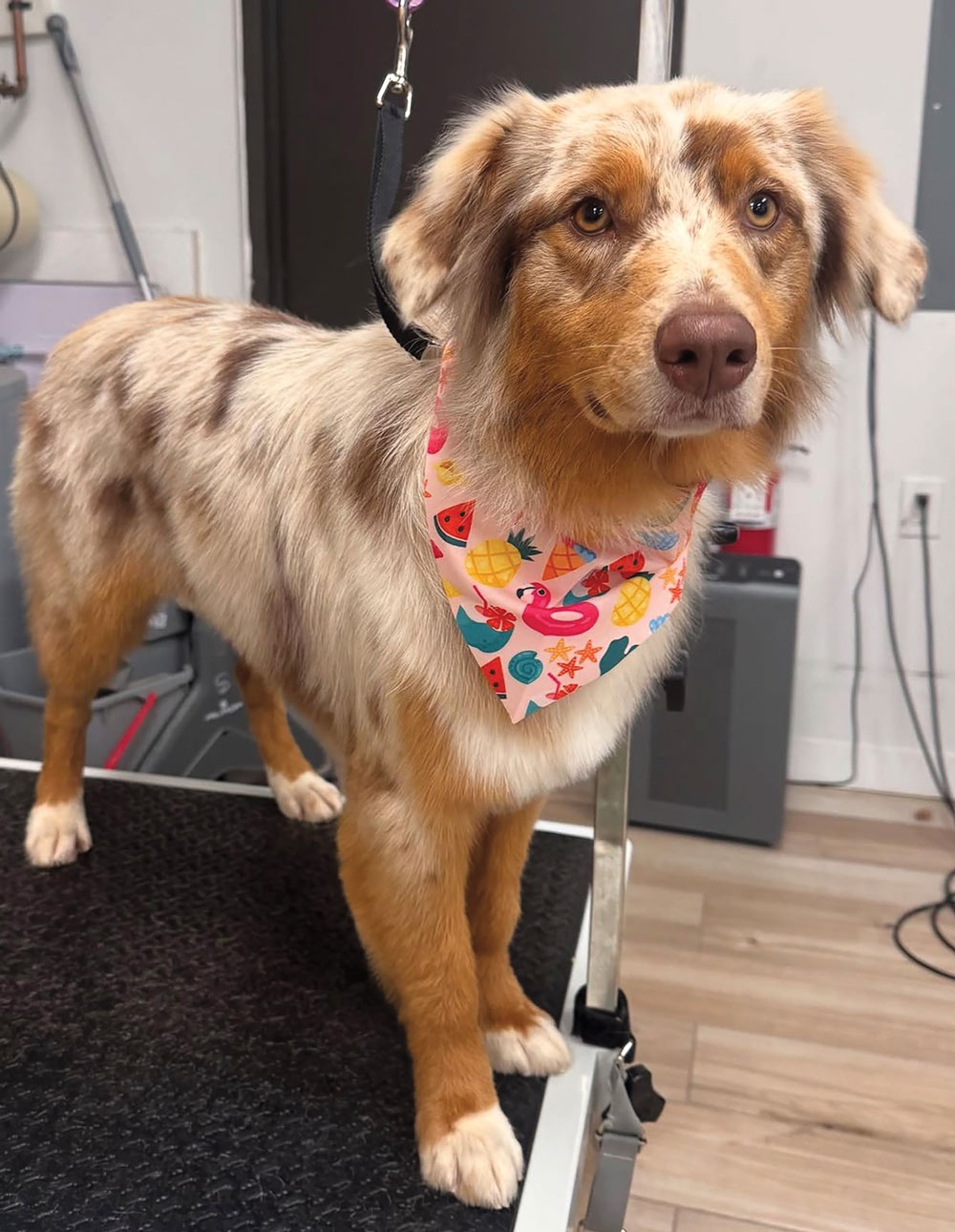 A merle Australian Shepherd standing on a grooming table, wearing a bandana with pineapples and flamingos.