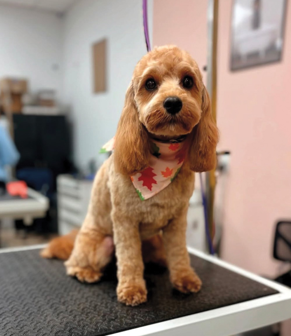 A light brown spaniel-mix dog sitting on a grooming table, wearing a bandana with autumn maple leaves.