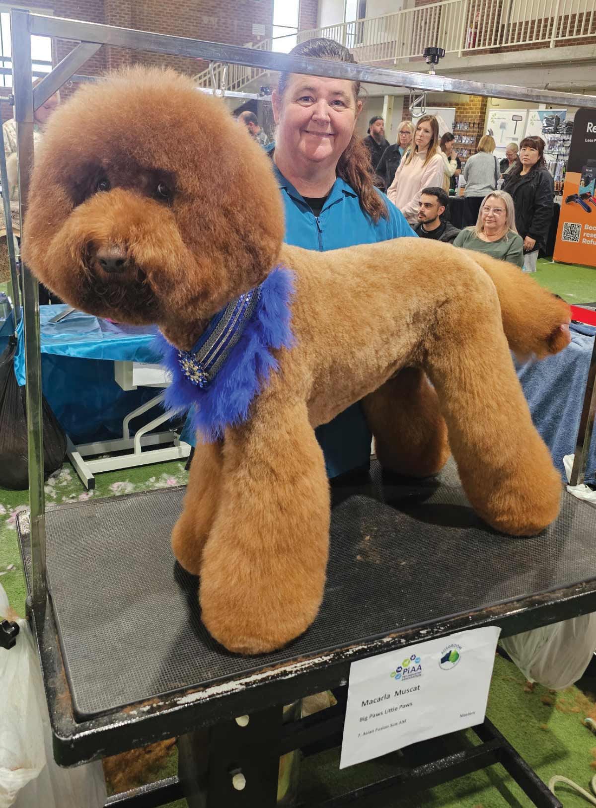 A brown poodle with a perfectly rounded "teddy bear" head trim and blue feathered collar stands on a grooming table after its transformation.