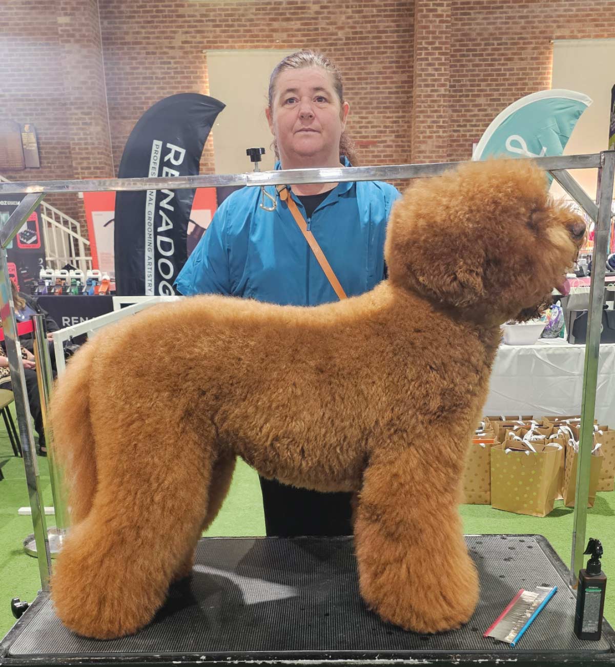 A brown poodle with long, unrefined curly fur stands on a professional grooming table before receiving a competition-style teddy trim.