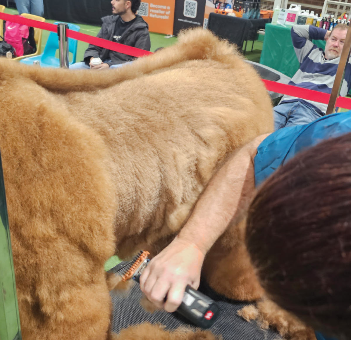 A groomer uses electric clippers with a spacer guard to trim and level the dense brown fur on the poodle's hindquarters.